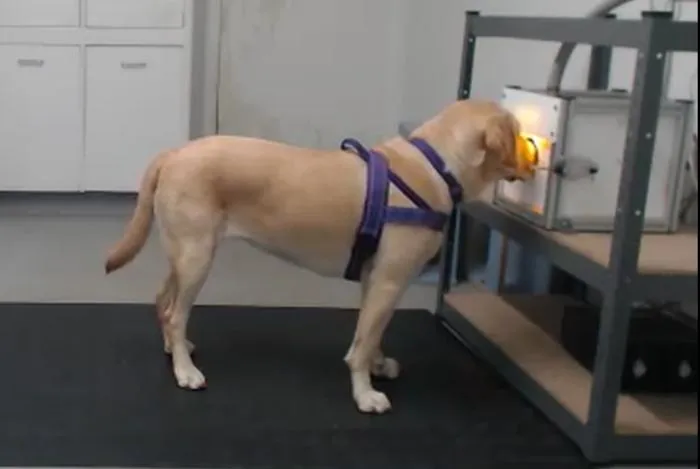 Detection dog