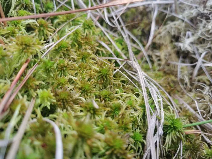 Sphagnum mosses