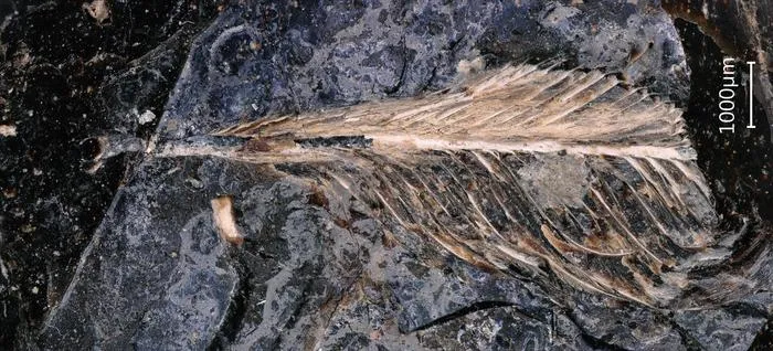 Fossil feather