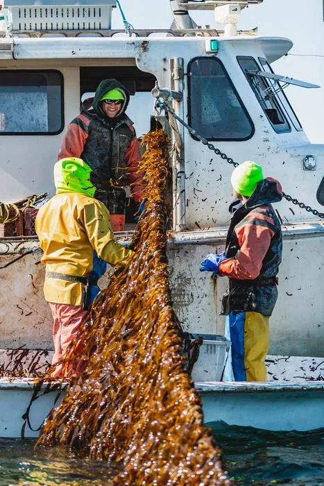 Kelp on boat in Gulf of Maine