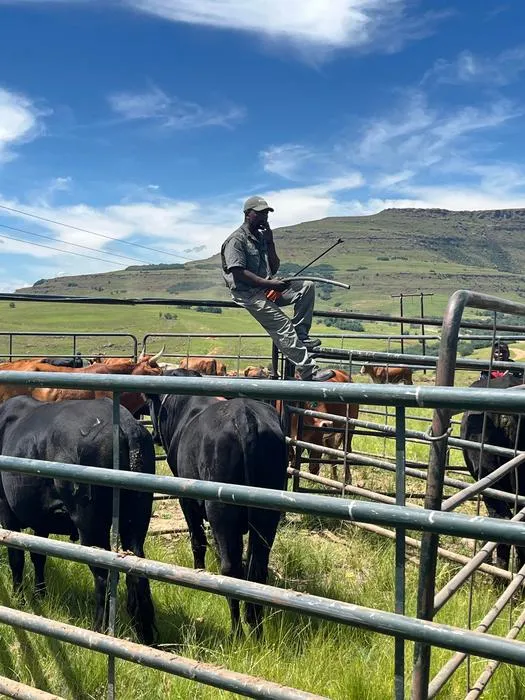 Modernised herding practice, Eastern Cape, South Africa.