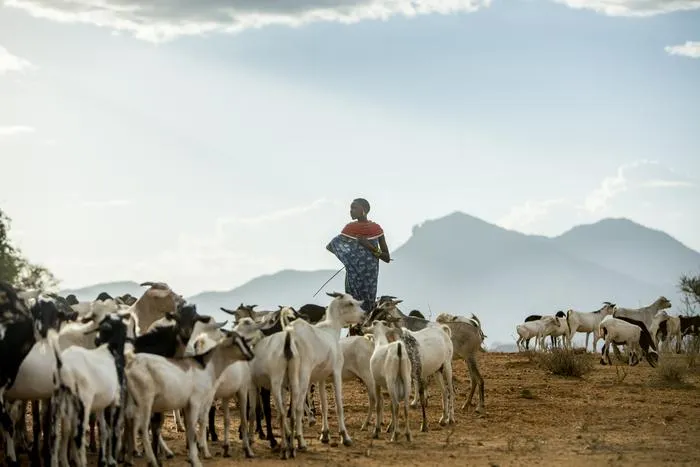 Pastoralist Naltwasha Leripe with her goat herd