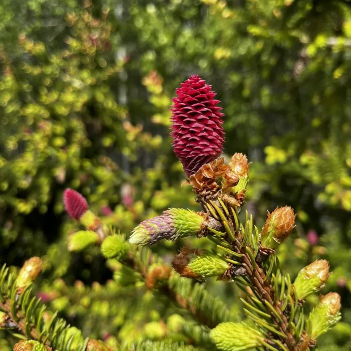 Norway spruce cone