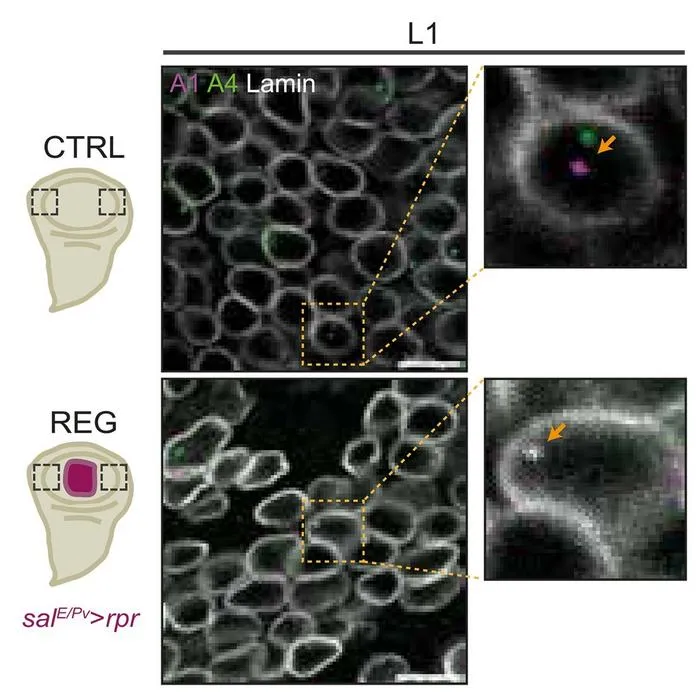 Researchers discover DNA organization is key to tissue regeneration