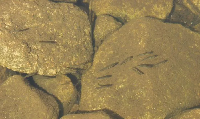 Fathead minnows