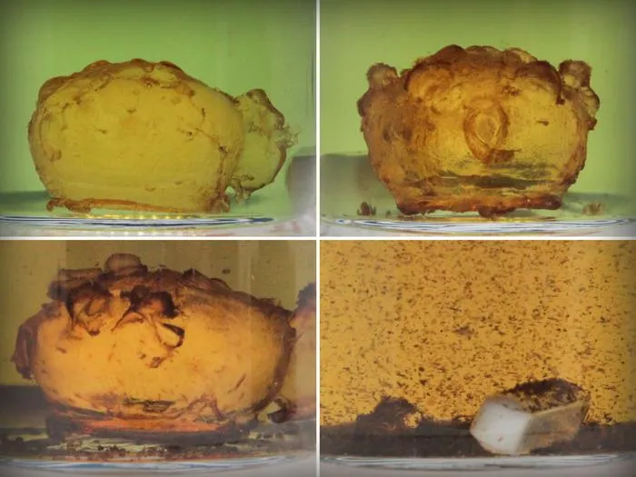 Decontructing a plastic pufferfish made of pDCPD