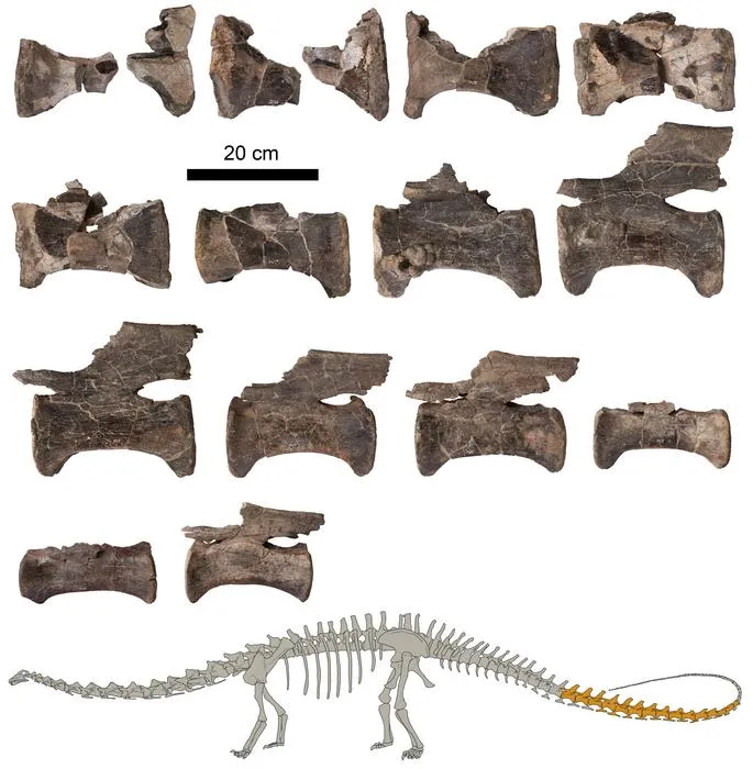 Tail vertebrae of the Diplodocus from El Castellar (Teruel, Spain), together with a figure indicating the studied fossils in dark