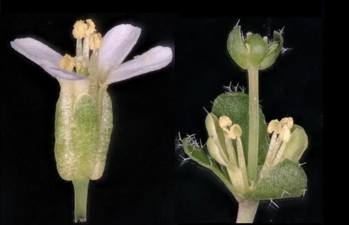 How a pathogen turns flowers into leaves