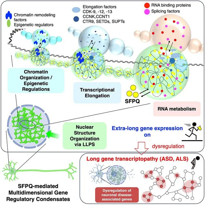 How SFPQ condensates support extra-long genes in neurons