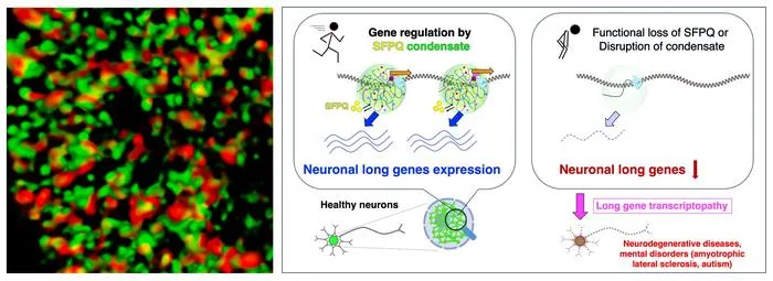 Meshwork-like condensates formed by the RNA-binding protein SFPQ and their function
