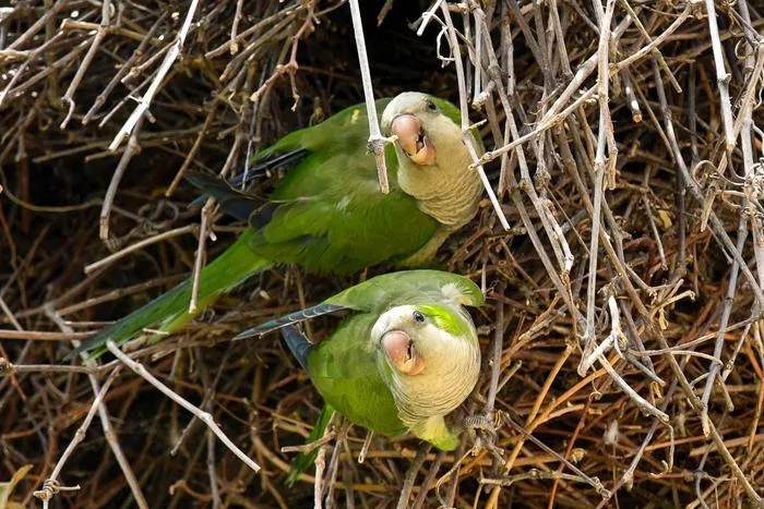 PARAKEET