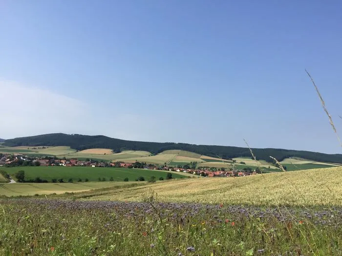 Flower strips along a field of conventionally farmed winter wheat near Göttingen