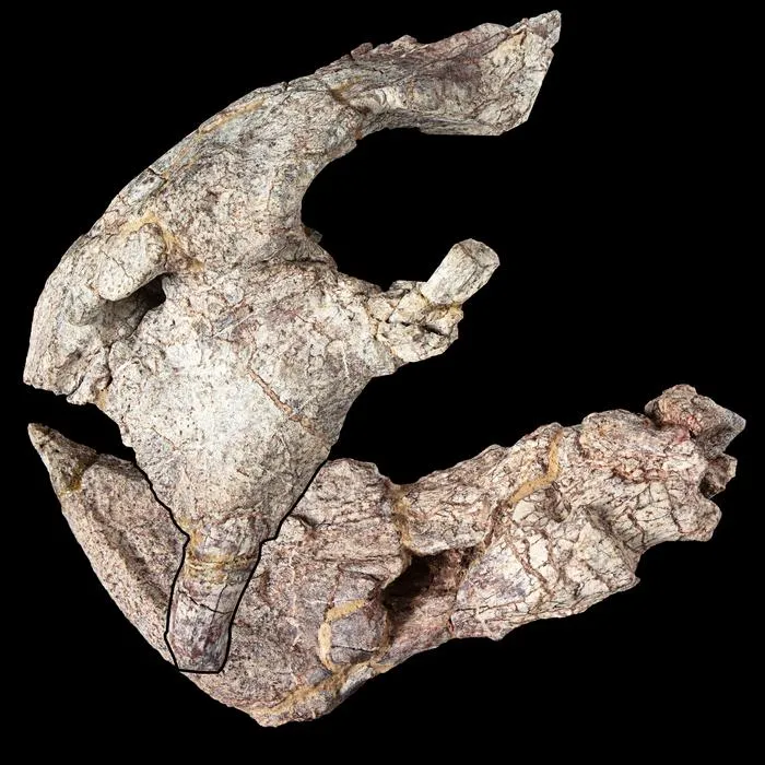 New species of 240-million-year-old prehistoric animal from Tanzania discovered