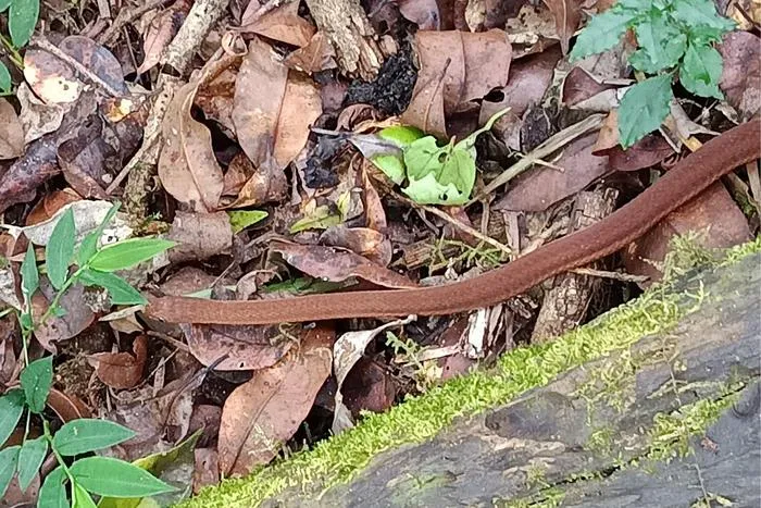 A brown morph of Dasypeltis albigularis sp. nov.
