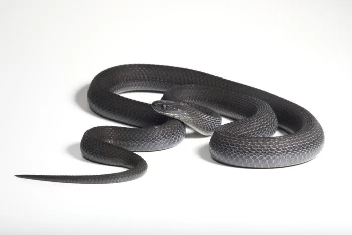 Dasypeltis albigularis sp. nov.
