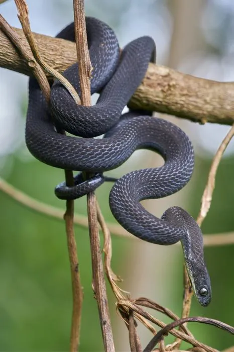 Male Dasypeltis albigularis sp. nov.