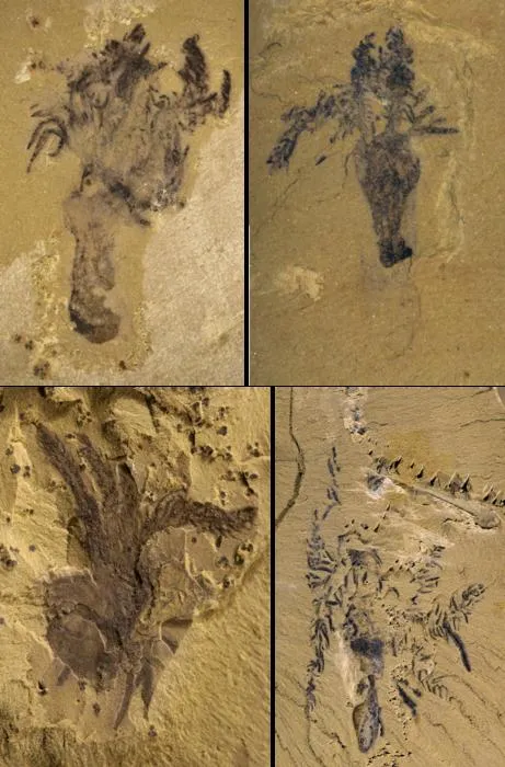 A star is born: half billion-year-old fossil rewrites the origin story of starfish