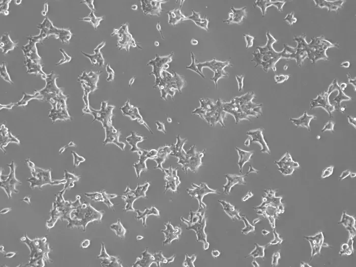 Cells for deep mutational scanning research at Fred Hutch