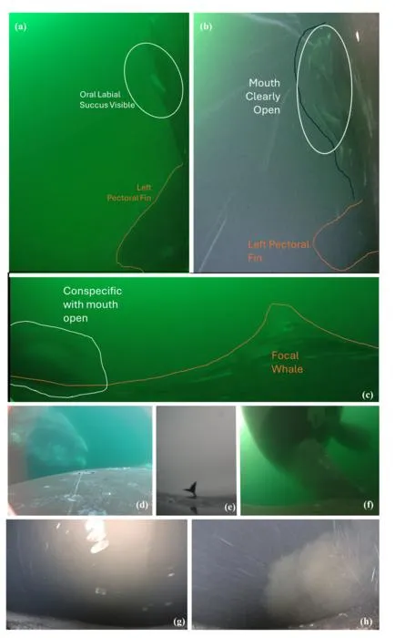 Open wide: Identifying North Atlantic right whale feeding behaviour using camera-validated kinematic data and machine learning