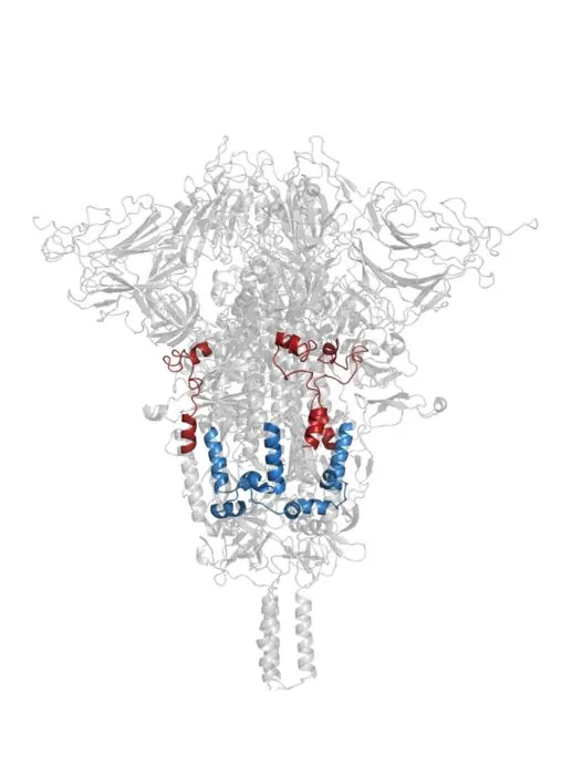 A bipartite fusion module drives SARS-CoV-2 entry into host cells