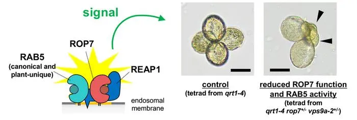 The RAB5–REAP1–ROP7 signaling network supports normal pollen development.