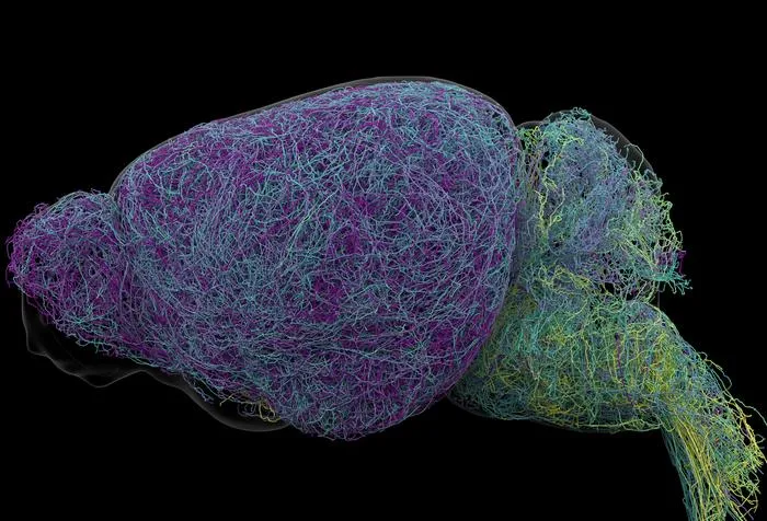 100 LC Neuron Reconstruction