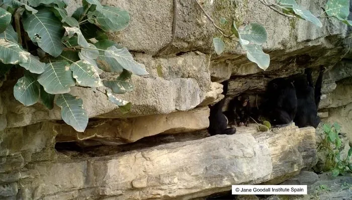 How adult chimpanzees teach young ones to use tools