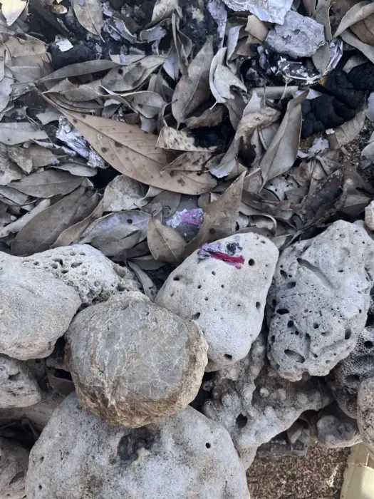 Plasticoral on Sosu Beach