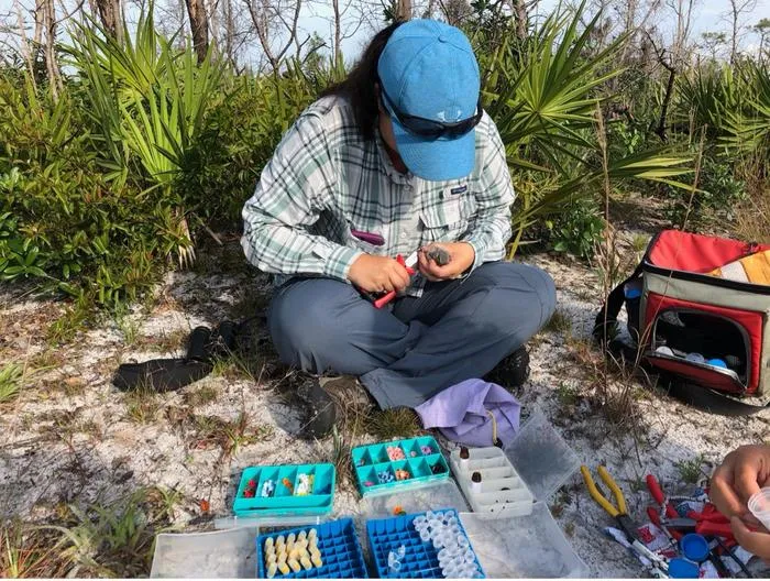 Lauren Deaner Tags Scrub-Jay
