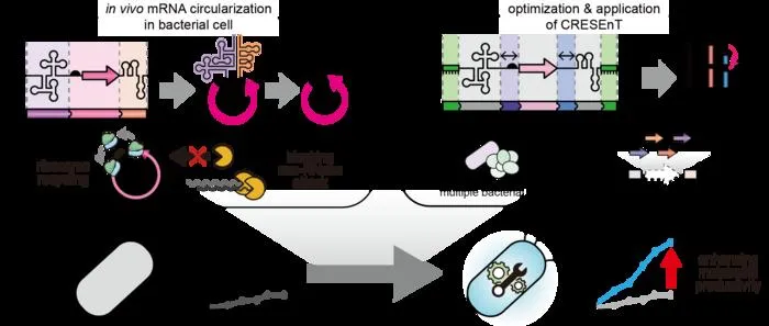 Schematic illustration of the CRESEnT mRNA circularization system inside microbial cells