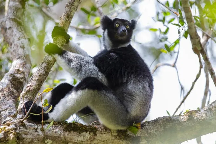 An Indri in the Maromizaha forst