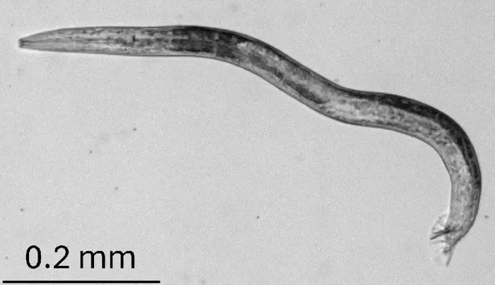 C. elegans