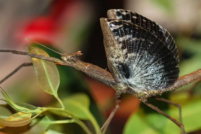 Captive reared female Onchestus rentzi showcasing its deimatic display.