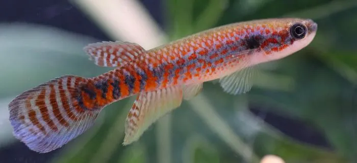Laimosemion laranja