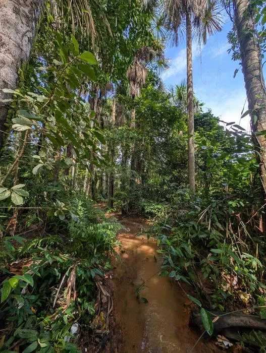 Habitat of Laimosemion laranja sp. nov.