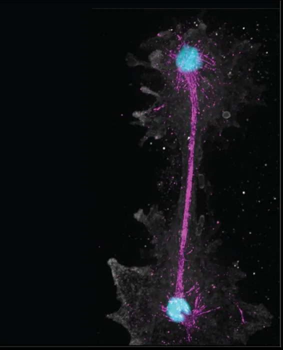Amoeba undergoing mitosis at 63ºC