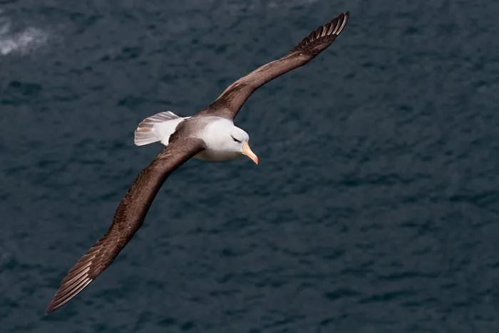 albatross at sea