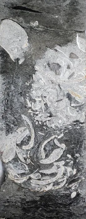 160-million-year-old delta sand containing a clump of shells and plant remains