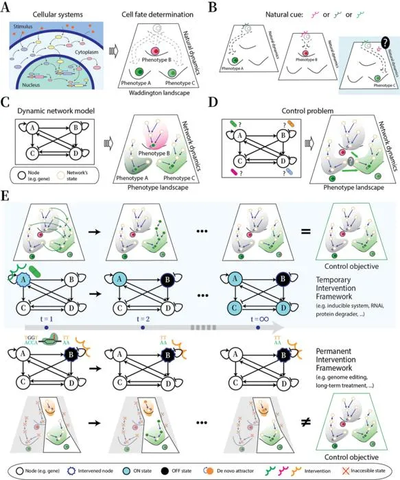 KAIST Finds a Way to Redirect Cell Fate with Just a Single Stimulus