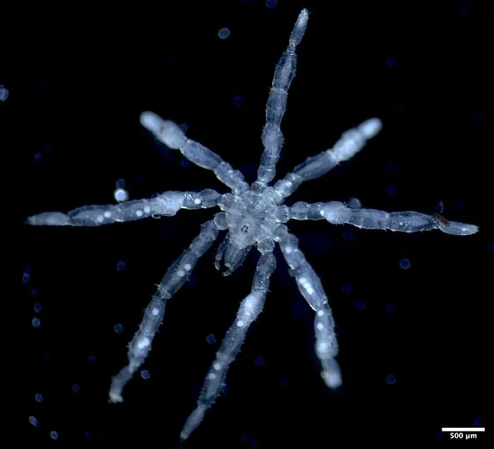A photo of a new species of sea spider Tanystylum kiixin