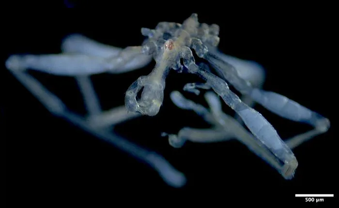 An image of the new sea spider species, Callipallene pilosuspedes