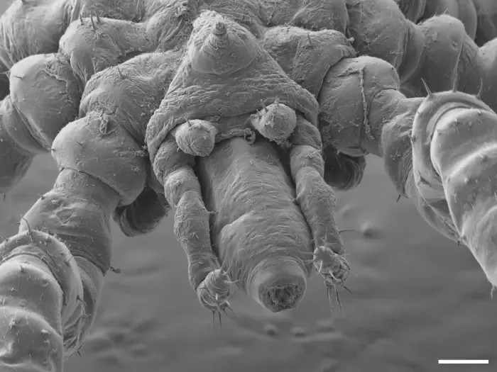 Tanystylum kiixin's face at 100-micrometre scale