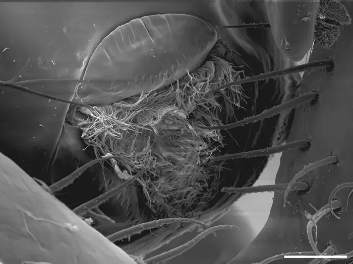 The three-lipped, tendril-filled mouth of the Callipallene pilosuspedes at 30 micrometres