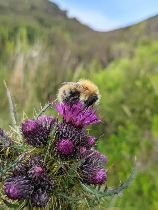 Bumblebee on a thistle in the Scottish heathlands