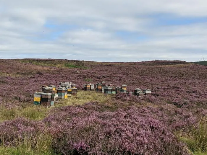 Beehives