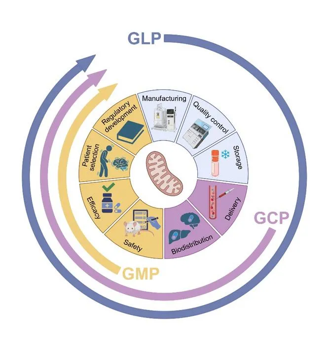 Translational roadmap for engineered mitochondrial delivery.