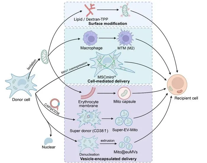 Engineering mitochondrial delivery to improve mitochondrial transplantation efficiency.