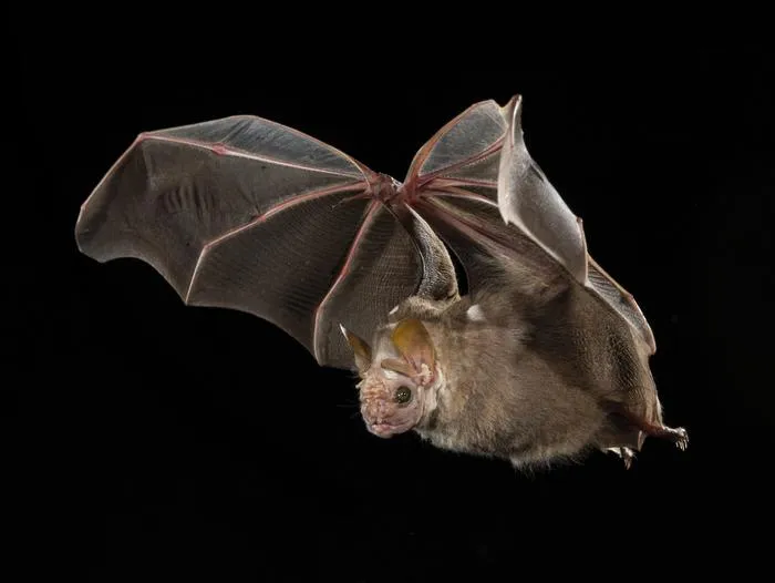 Centurio senex, wrinkled-faced bat