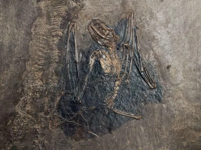 Palaeochiropteryx tupaiodon