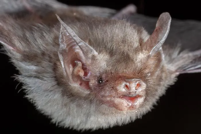 Craseonycteris thonglongyai